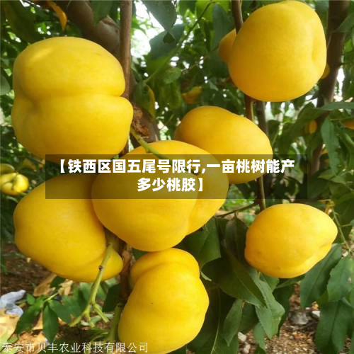 【铁西区国五尾号限行,一亩桃树能产多少桃胶】
