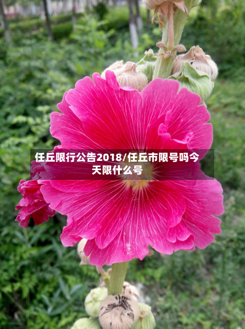 任丘限行公告2018/任丘市限号吗今天限什么号