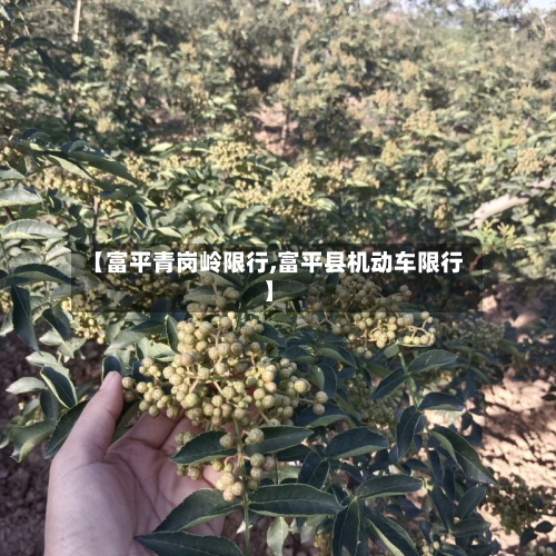 【富平青岗岭限行,富平县机动车限行】-第2张图片