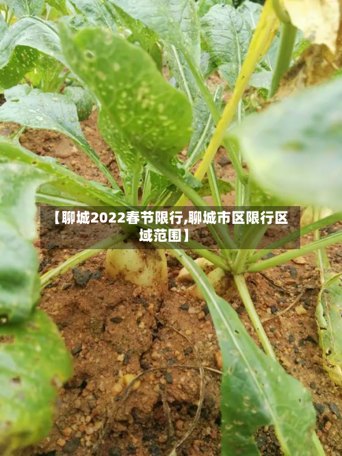 【聊城2022春节限行,聊城市区限行区域范围】