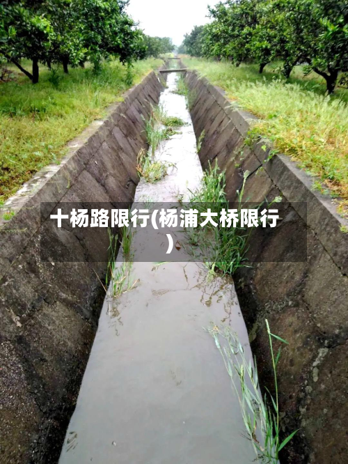 十杨路限行(杨浦大桥限行)-第2张图片