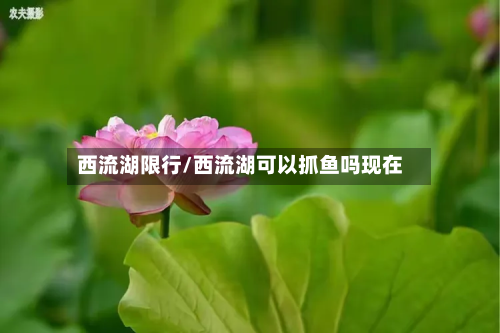 西流湖限行/西流湖可以抓鱼吗现在