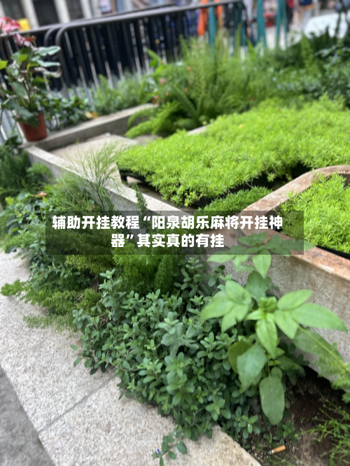 辅助开挂教程“阳泉胡乐麻将开挂神器”其实真的有挂-第2张图片