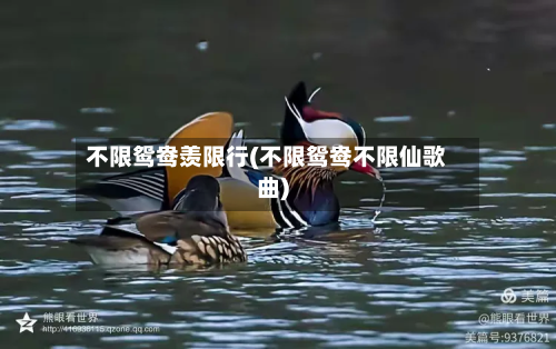不限鸳鸯羡限行(不限鸳鸯不限仙歌曲)