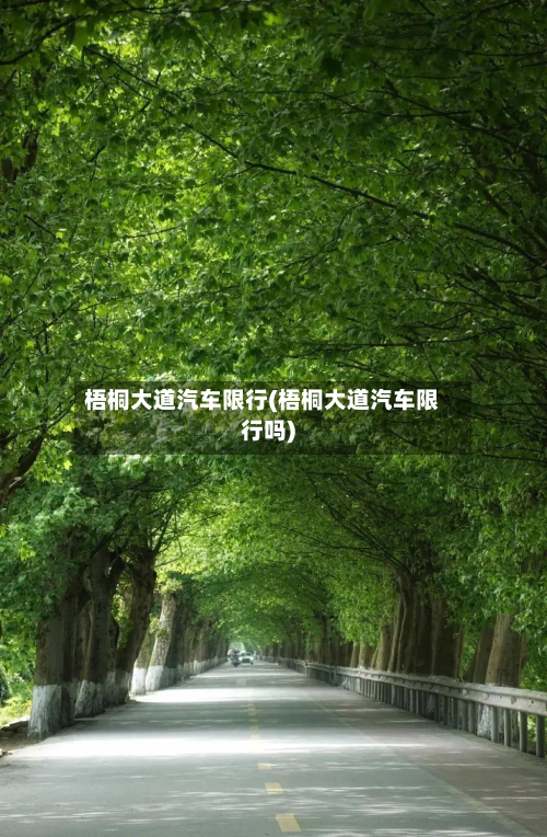 梧桐大道汽车限行(梧桐大道汽车限行吗)-第2张图片
