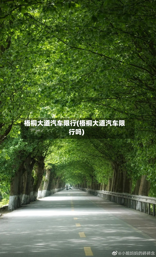 梧桐大道汽车限行(梧桐大道汽车限行吗)-第3张图片
