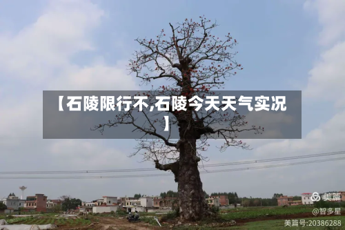 【石陵限行不,石陵今天天气实况】-第2张图片