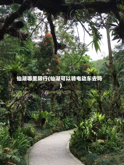 仙湖哪里限行(仙湖可以骑电动车去吗)