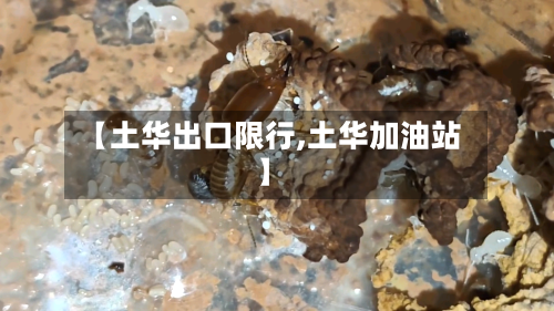【土华出口限行,土华加油站】-第2张图片