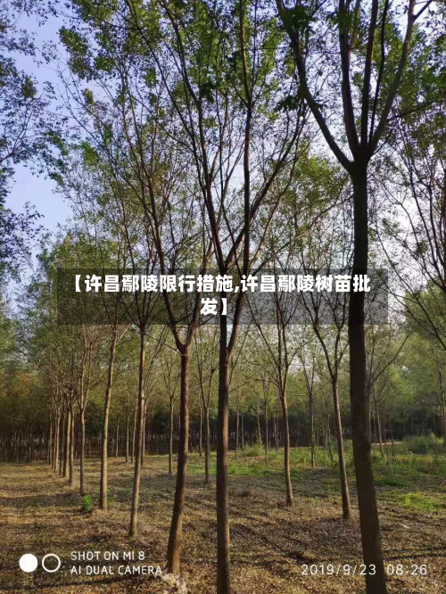 【许昌鄢陵限行措施,许昌鄢陵树苗批发】-第3张图片