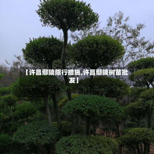 【许昌鄢陵限行措施,许昌鄢陵树苗批发】-第2张图片