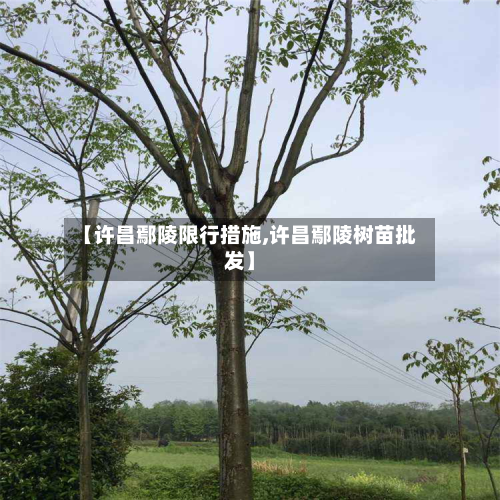 【许昌鄢陵限行措施,许昌鄢陵树苗批发】