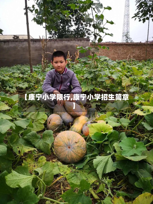 【康宁小学限行,康宁小学招生简章】