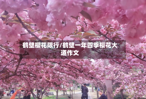 鹤壁樱花限行/鹤壁一年四季樱花大道作文-第2张图片