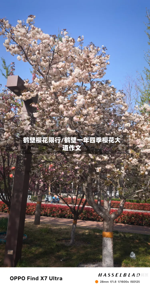 鹤壁樱花限行/鹤壁一年四季樱花大道作文