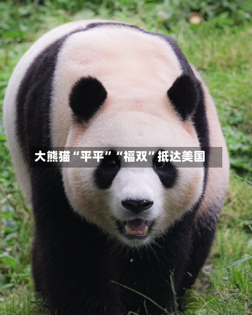 大熊猫“平平”“福双”抵达美国-第3张图片
