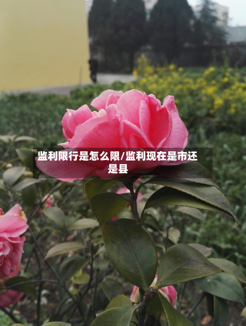 监利限行是怎么限/监利现在是市还是县