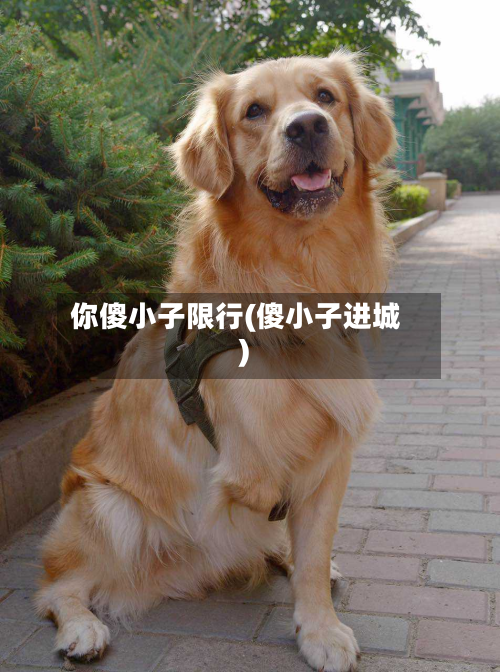 你傻小子限行(傻小子进城)