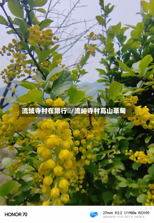 流域寺村在限行嚒/流峪寺村高山草甸-第3张图片