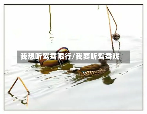 我想听鸳鸯限行/我要听鸳鸯戏