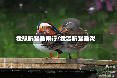 我想听鸳鸯限行/我要听鸳鸯戏-第2张图片